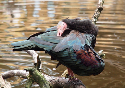 [The long bill of the bird is hidden beneath an outstretched as the bird preens. Its reddish-tan head is devoid of feathers which is a great contrast to the long full feathers on the back of its head and down its neck. The feathers of this bird are greenish-purple and irridescent.]